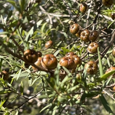 Leptospermum (genus) (Tea Tree) at Narrawa, NSW - 11 May 2023 by JVR