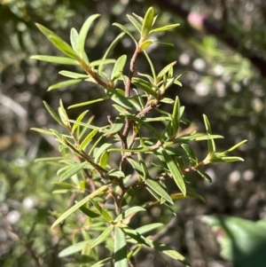 Leptospermum sp. at Narrawa, NSW - 11 May 2023