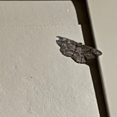 Unidentified Geometer moth (Geometridae) at Surf Beach, NSW - 16 May 2023 by Hejor1