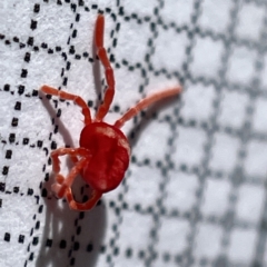 Trombidiidae (family) at Surf Beach, NSW - 17 May 2023 10:26 AM