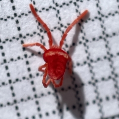 Trombidiidae (family) at Surf Beach, NSW - 17 May 2023 10:26 AM
