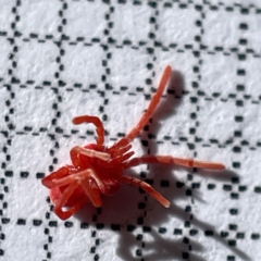 Trombidiidae (family) at Surf Beach, NSW - 17 May 2023 10:26 AM