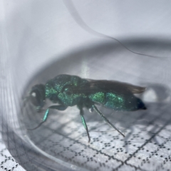 Chrysididae (family) (Cuckoo wasp or Emerald wasp) at Surf Beach, NSW - 17 May 2023 by Hejor1