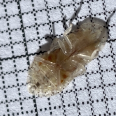 Ledromorpha planirostris at Surf Beach, NSW - 17 May 2023 10:46 AM
