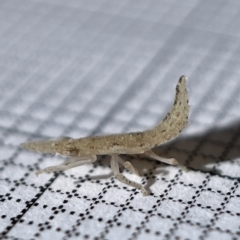 Ledromorpha planirostris at Surf Beach, NSW - 17 May 2023 10:46 AM