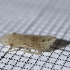 Ledromorpha planirostris at Surf Beach, NSW - 17 May 2023 10:46 AM