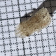 Ledromorpha planirostris at Surf Beach, NSW - 17 May 2023 10:46 AM