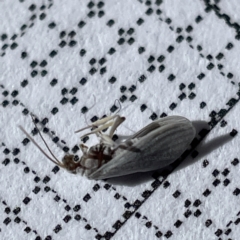 Unidentified at suppressed - 17 May 2023