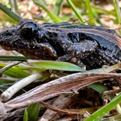 Crinia signifera (Common Eastern Froglet) at Paddys River, ACT - 13 May 2023 by jac