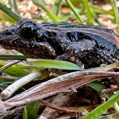 Crinia signifera (Common Eastern Froglet) at Birrigai - 13 May 2023 by jac