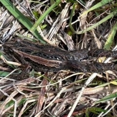 Crinia signifera at Paddys River, ACT - 13 May 2023