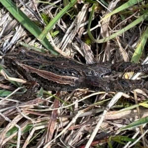 Crinia signifera at suppressed - 13 May 2023