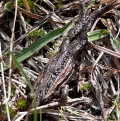 Crinia signifera at suppressed - 13 May 2023