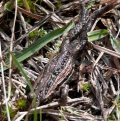 Crinia signifera at Paddys River, ACT - 13 May 2023