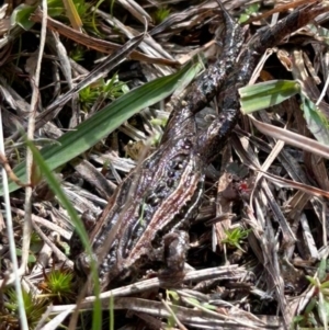 Crinia signifera at Paddys River, ACT - 13 May 2023