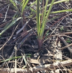 Dianella revoluta var. revoluta (Black-Anther Flax Lily) at The Pinnacle - 16 May 2023 by sangio7