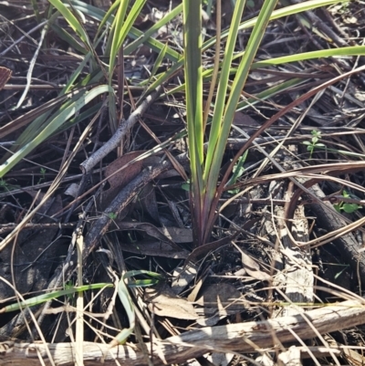 Dianella revoluta var. revoluta (Black-Anther Flax Lily) at Weetangera, ACT - 16 May 2023 by sangio7