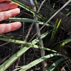 Dianella revoluta var. revoluta at Weetangera, ACT - 16 May 2023