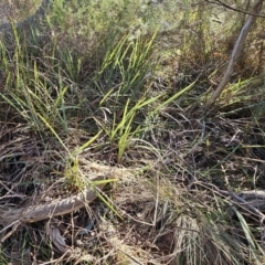 Dianella revoluta var. revoluta at Weetangera, ACT - 16 May 2023