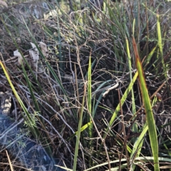 Dianella revoluta var. revoluta at Weetangera, ACT - 16 May 2023 10:20 AM