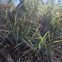 Dianella revoluta var. revoluta at Weetangera, ACT - 16 May 2023