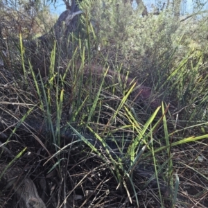 Dianella revoluta var. revoluta at Weetangera, ACT - 16 May 2023