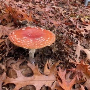 Amanita muscaria at Beechworth, VIC - 17 May 2023 12:30 PM