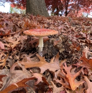 Amanita muscaria at Beechworth, VIC - 17 May 2023 12:30 PM