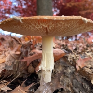 Amanita muscaria at Beechworth, VIC - 17 May 2023 12:30 PM