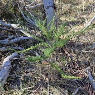 Cassinia aculeata subsp. aculeata (Dolly Bush, Common Cassinia, Dogwood) at The Pinnacle - 16 May 2023 by sangio7