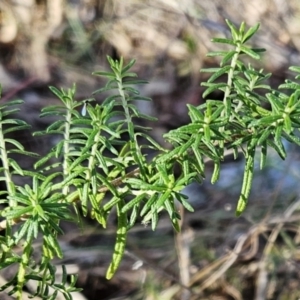 Cassinia aculeata subsp. aculeata at Weetangera, ACT - 16 May 2023