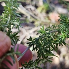 Cassinia aculeata subsp. aculeata at Weetangera, ACT - 16 May 2023