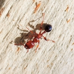 Podomyrma gratiosa (Muscleman tree ant) at Aranda Bushland - 16 May 2023 by CathB