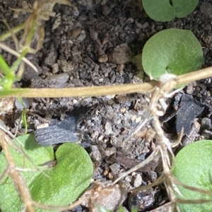 Corysanthes hispida at Tennent, ACT - suppressed