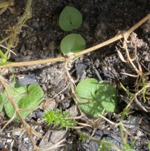 Corysanthes hispida at Tennent, ACT - suppressed