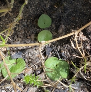 Corysanthes hispida at Tennent, ACT - suppressed