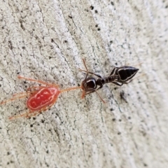 Crematogaster sp. (genus) (Acrobat ant, Cocktail ant) at Aranda, ACT - 16 May 2023 by CathB