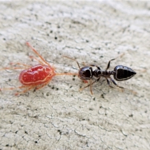 Crematogaster sp. (genus) at Aranda, ACT - 16 May 2023