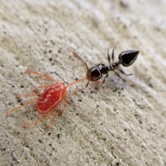 Crematogaster sp. (genus) at Aranda, ACT - 16 May 2023