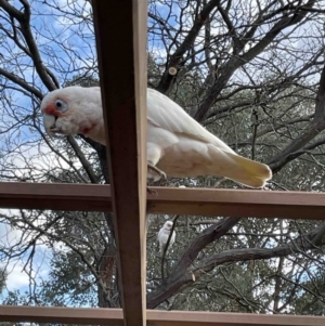 Cacatua tenuirostris at Florey, ACT - 17 May 2023 08:09 AM