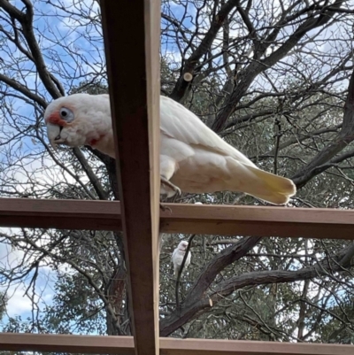 Cacatua tenuirostris (Long-billed Corella) at Florey, ACT - 17 May 2023 by JohnBrannan