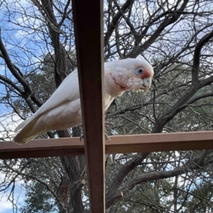 Cacatua tenuirostris at Florey, ACT - 17 May 2023 08:09 AM