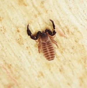 Conicochernes sp. (genus) at Aranda, ACT - 16 May 2023 05:08 PM