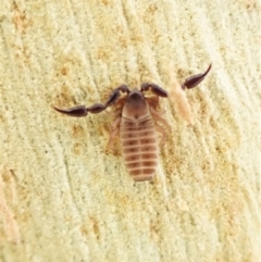 Conicochernes sp. (genus) at Aranda, ACT - 16 May 2023 05:08 PM