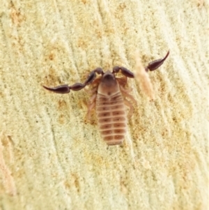 Conicochernes sp. (genus) at Aranda, ACT - 16 May 2023 05:08 PM