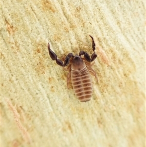 Conicochernes sp. (genus) at Aranda, ACT - 16 May 2023 05:08 PM