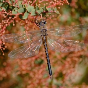 Hemicordulia tau at Dunlop, ACT - 17 May 2023