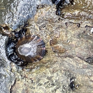 Cellana tramoserica at Lilli Pilli, NSW - 17 May 2023