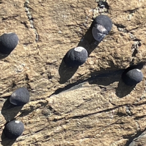 Nerita melanotragus at Lilli Pilli, NSW - 17 May 2023