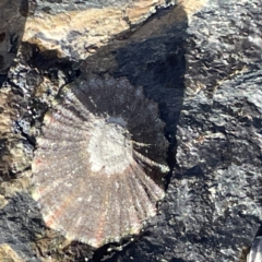 Cellana tramoserica (Commom Limpet) at Lilli Pilli, NSW - 17 May 2023 by Hejor1